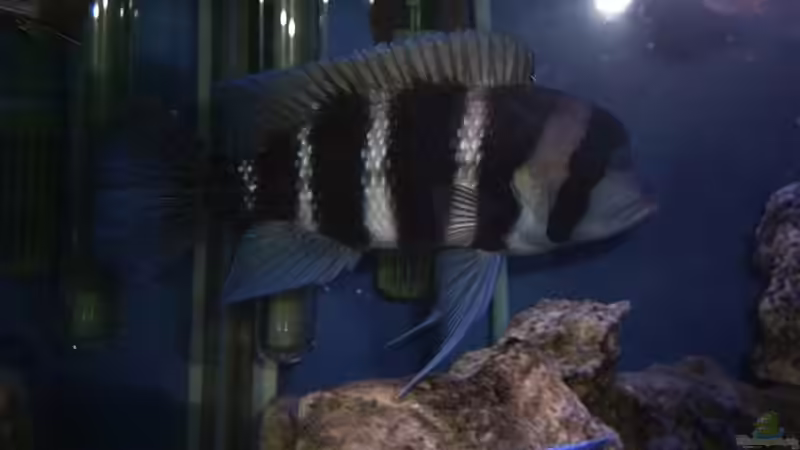 Besatz im Aquarium Becken 679 von Michael Meyer (12)