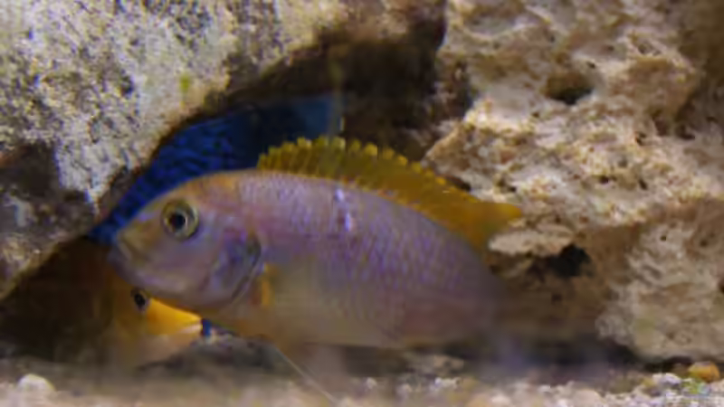 Besatz im Aquarium Becken 6797 von malawiwolf (8)