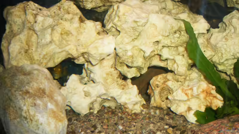 Besatz im Aquarium Becken 6797 von malawiwolf (9)