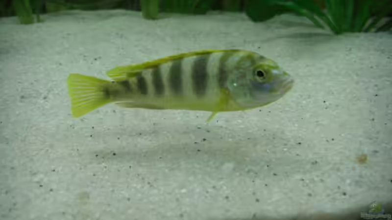Besatz im Aquarium Becken 6807 von Florian Glaser (10)