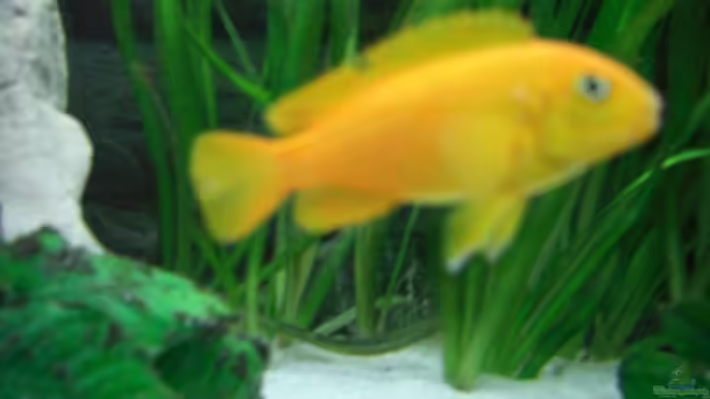 Besatz im Aquarium Becken 6807 von Florian Glaser (11)