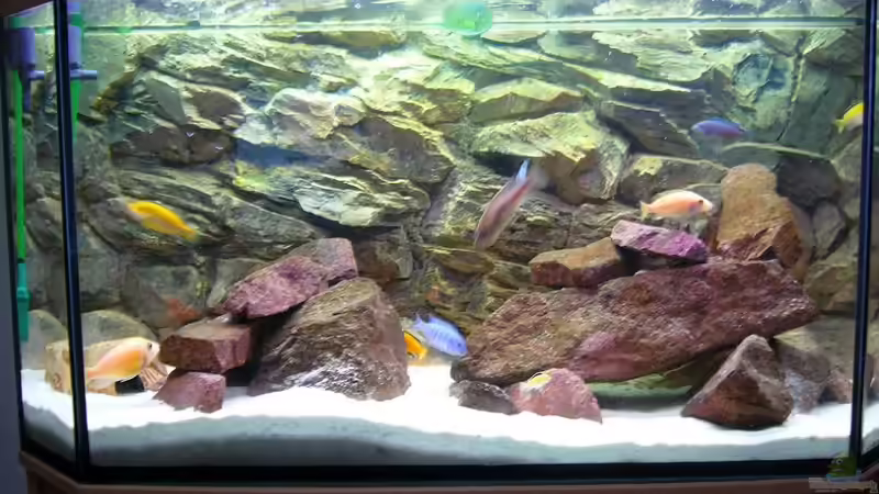 Besatz im Aquarium Becken 6833 von Michael Fischer (14)