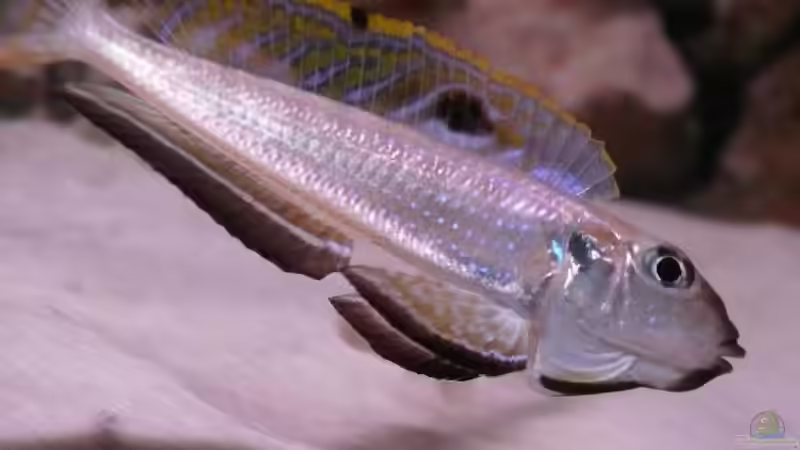 Besatz im Aquarium Becken 6839 von Patrick Rohde (4)