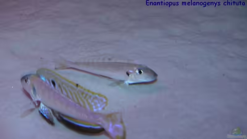 Besatz im Aquarium Becken 6839 von Patrick Rohde (5)