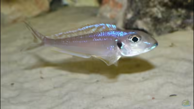 Besatz im Aquarium Becken 6839 von Patrick Rohde (7)