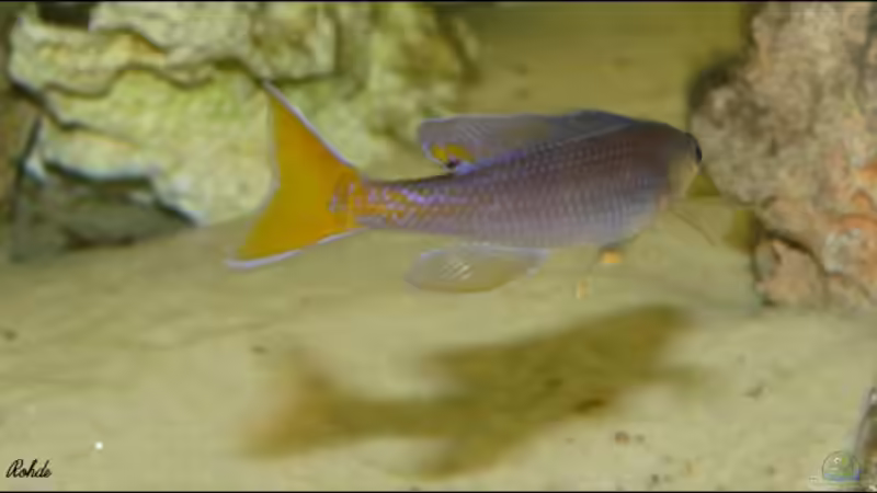 Besatz im Aquarium Becken 6839 von Patrick Rohde (8)