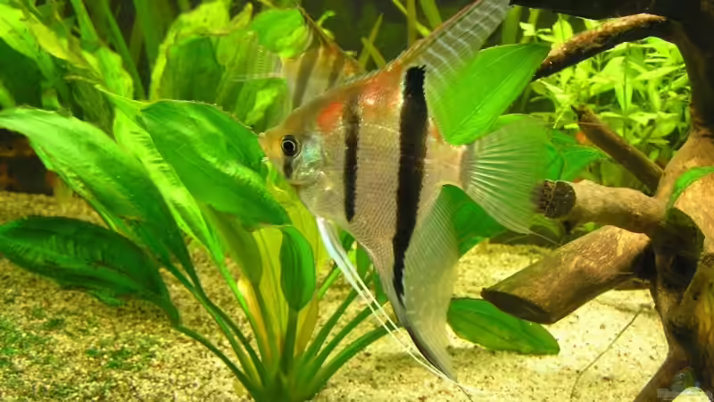 Besatz im Aquarium Becken 6853 von urml87 (14)