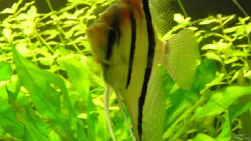 Besatz im Aquarium Becken 6853 von urml87 (15)