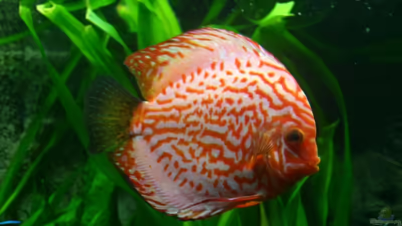 Besatz im Aquarium Becken 6860 von Gerd Gerok (14)