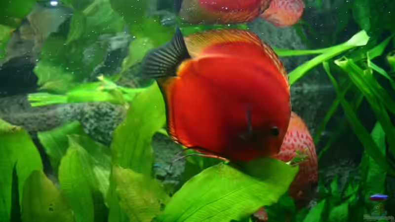 Besatz im Aquarium Becken 6860 von Gerd Gerok (15)