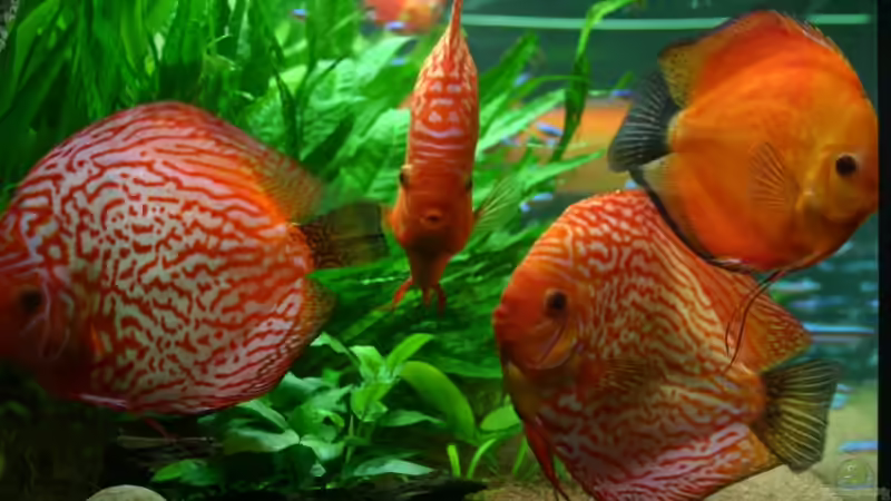 Besatz im Aquarium Becken 6860 von Gerd Gerok (16)