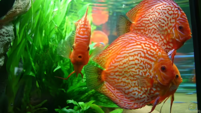 Besatz im Aquarium Becken 6860 von Gerd Gerok (17)