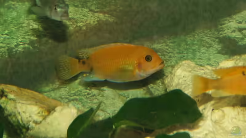 Besatz im Aquarium Becken 6862 von Dirk Meurer (4)