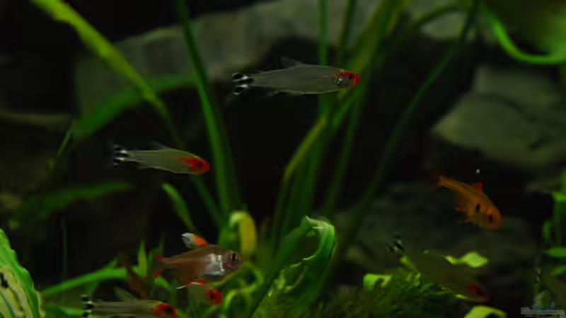 Besatz im Aquarium Becken 6864 von Torsten Märtke (5)