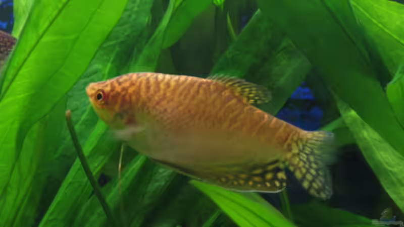 Besatz im Aquarium Becken 6867 von Uwe Pilger (6)