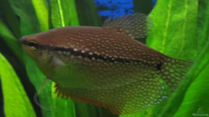 Besatz im Aquarium Becken 6867 von Uwe Pilger (7)