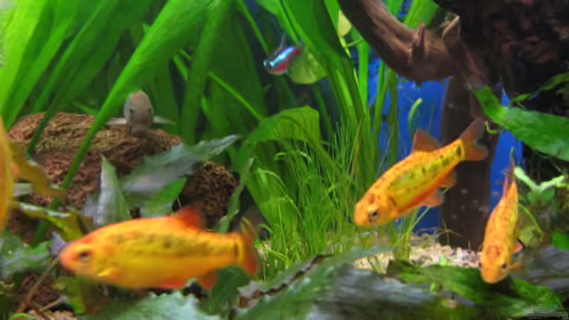 Besatz im Aquarium Becken 6867 von Uwe Pilger (8)