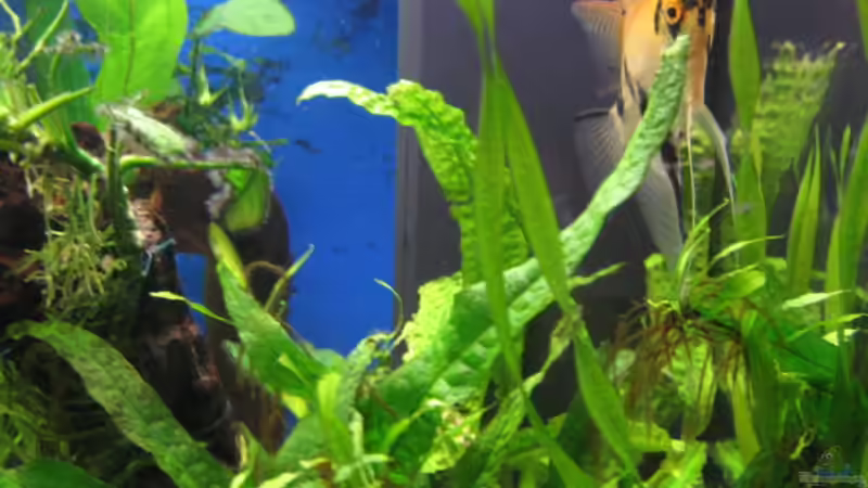 Besatz im Aquarium Becken 6867 von Uwe Pilger (9)