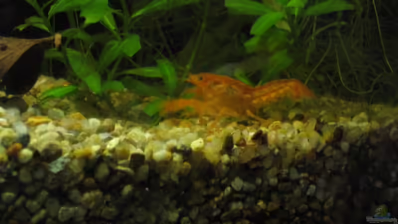 Besatz im Aquarium Becken 6880 von SF123 (10)