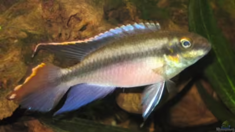 Besatz im Aquarium Becken 6880 von SF123 (11)