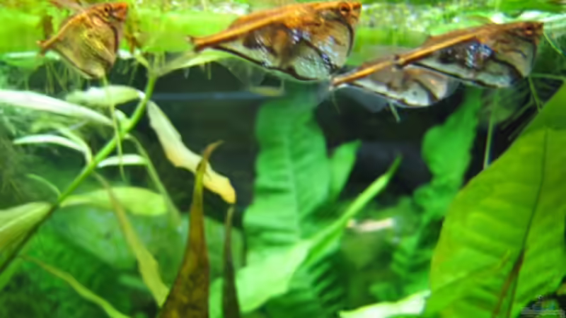 Besatz im Aquarium Becken 6880 von SF123 (7)
