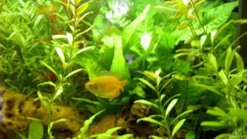 Besatz im Aquarium Becken 6880 von SF123 (8)