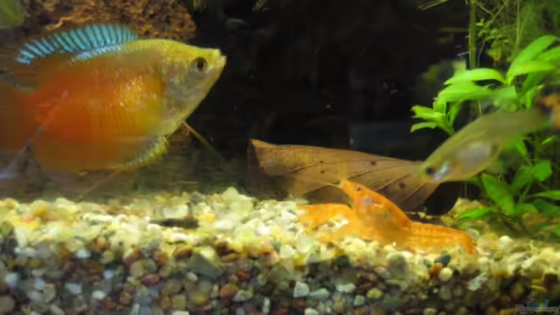 Besatz im Aquarium Becken 6880 von SF123 (9)