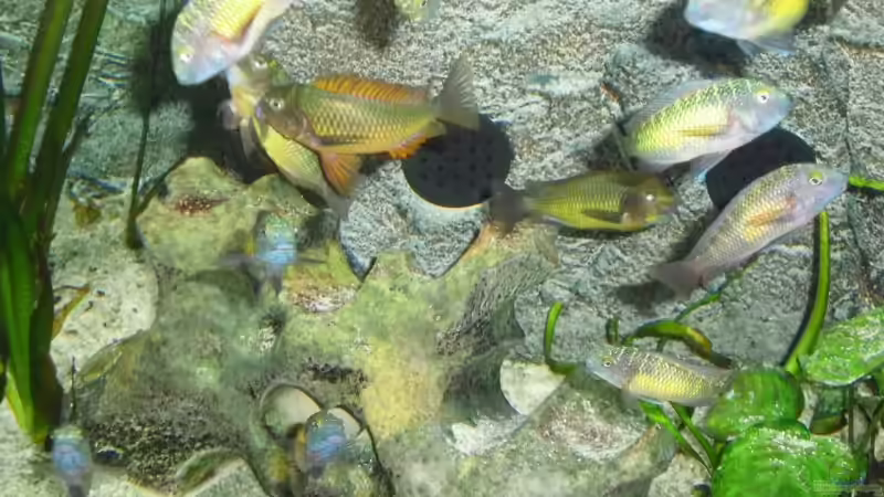 Besatz im Aquarium Becken 6888 von Oliver Hofherr (10)