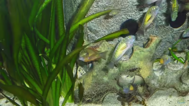 Besatz im Aquarium Becken 6888 von Oliver Hofherr (11)