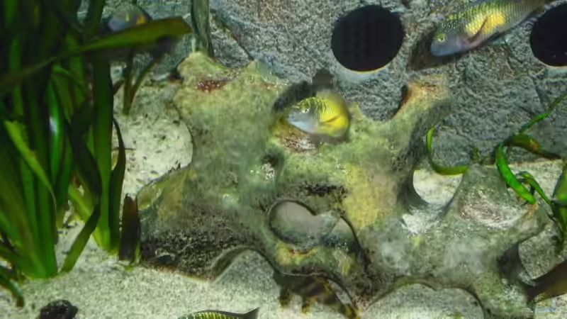 Besatz im Aquarium Becken 6888 von Oliver Hofherr (12)