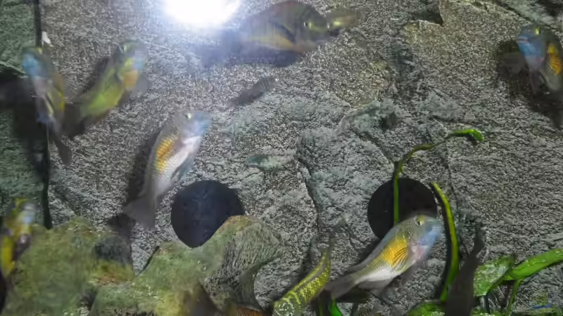 Besatz im Aquarium Becken 6888 von Oliver Hofherr (8)