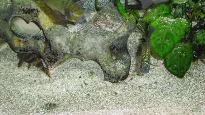 Besatz im Aquarium Becken 6888 von Oliver Hofherr (9)