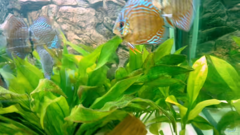 Besatz im Aquarium Becken 6897 von Solitary (10)