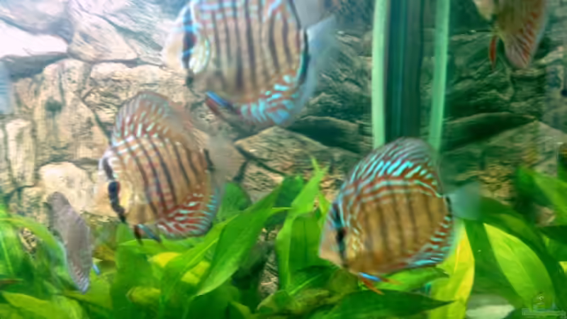 Besatz im Aquarium Becken 6897 von Solitary (11)