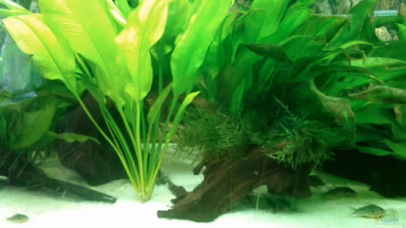 Besatz im Aquarium Becken 6897 von Solitary (13)