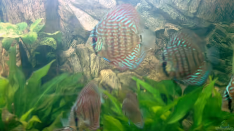 Besatz im Aquarium Becken 6897 von Solitary (14)