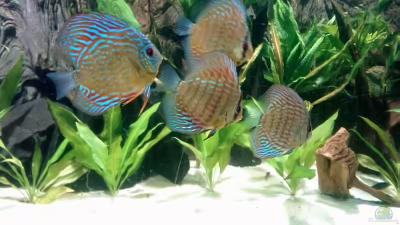 Besatz im Aquarium Becken 6897 von Solitary (26)