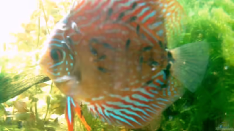 Besatz im Aquarium Becken 6897 von Solitary (28)