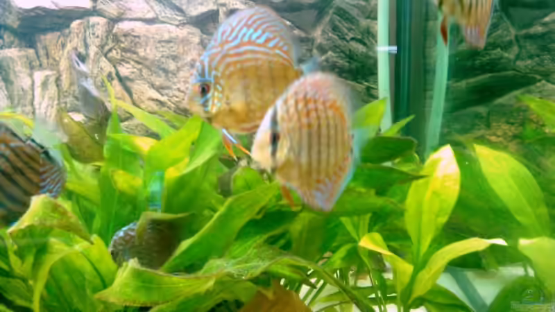 Besatz im Aquarium Becken 6897 von Solitary (9)