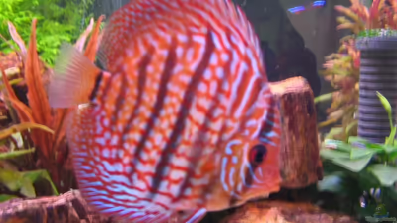 Besatz im Aquarium Becken 6900 von Eberhard Brammer (15)