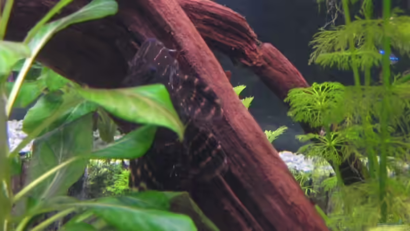 Besatz im Aquarium Becken 6900 von Eberhard Brammer (16)