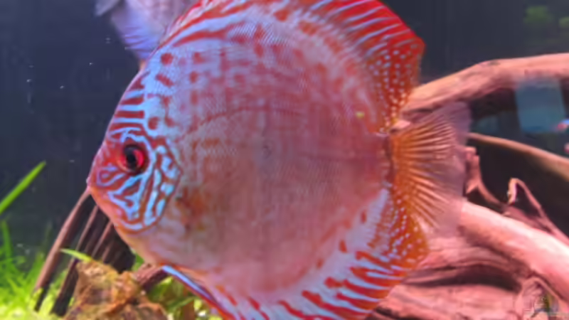 Besatz im Aquarium Becken 6900 von Eberhard Brammer (17)