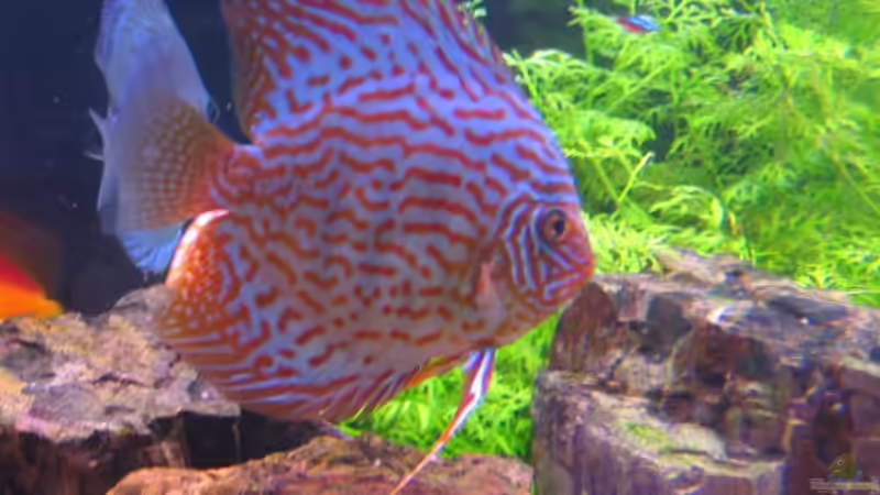 Besatz im Aquarium Becken 6900 von Eberhard Brammer (18)