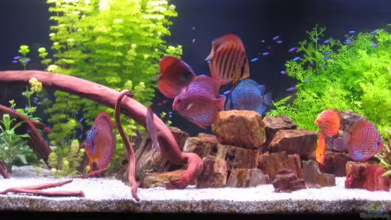 Besatz im Aquarium Becken 6900 von Eberhard Brammer (21)