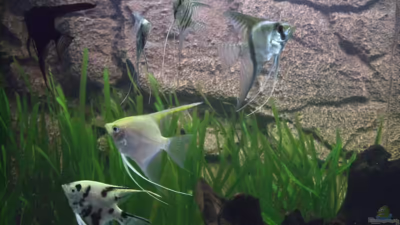 Besatz im Aquarium Becken 6916 von Stefan Ohm (4)