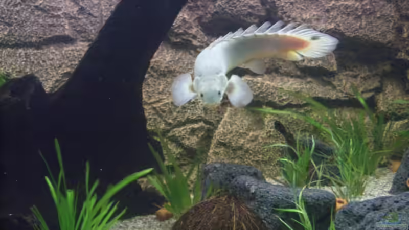 Besatz im Aquarium Becken 6916 von Stefan Ohm (5)