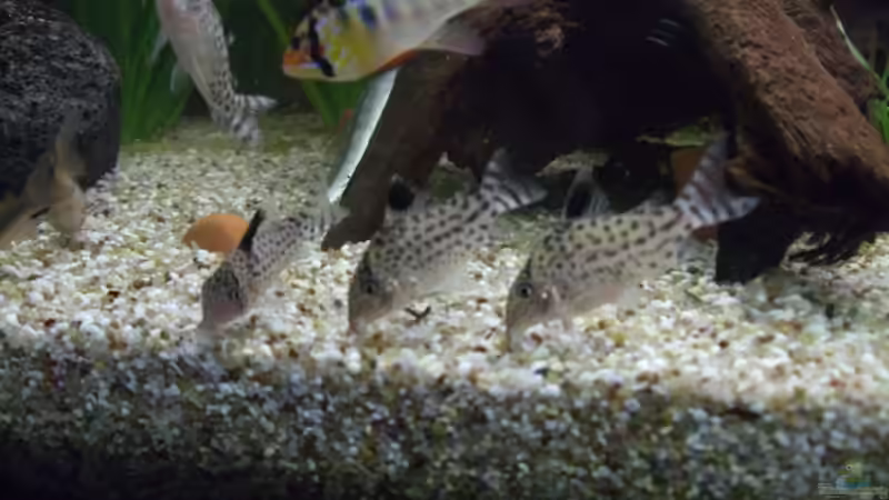 Besatz im Aquarium Becken 6916 von Stefan Ohm (6)