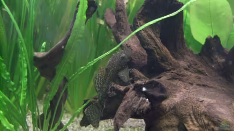 Besatz im Aquarium Becken 6916 von Stefan Ohm (7)