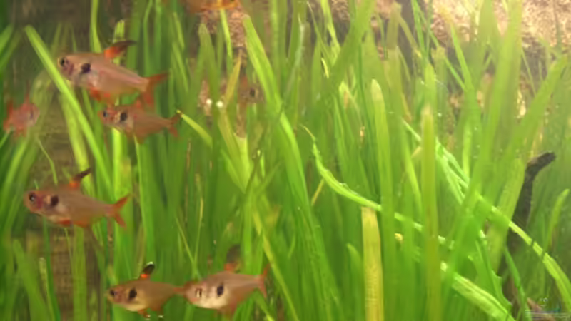 Besatz im Aquarium Becken 6916 von Stefan Ohm (8)