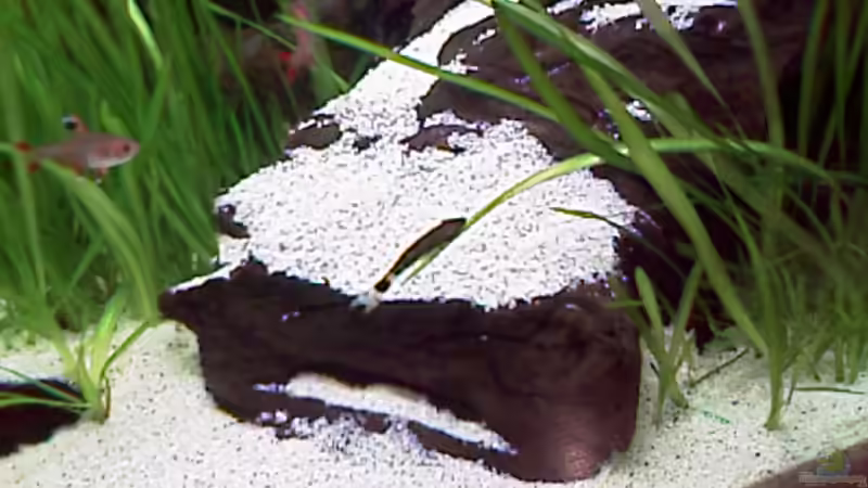 Besatz im Aquarium Becken 6929 von Sören Blum (10)